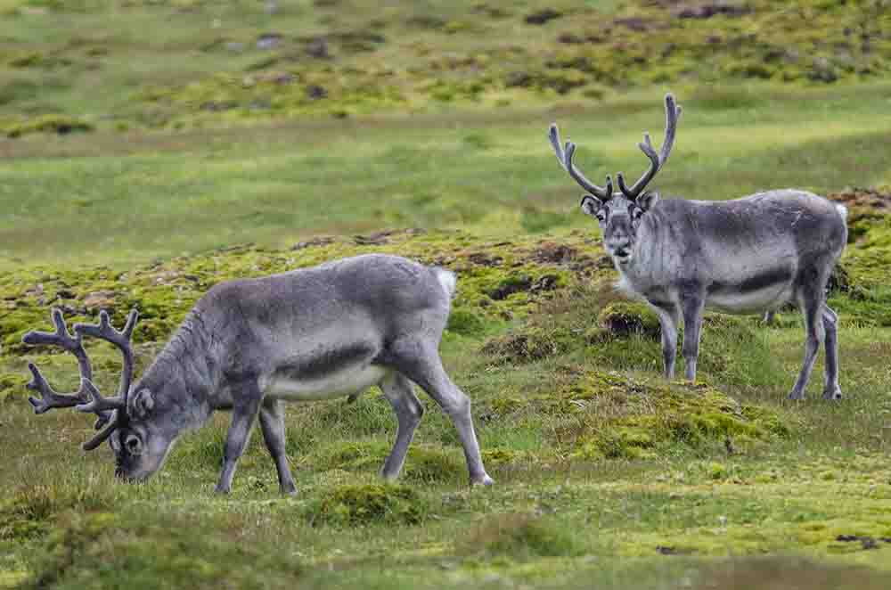 Reno - islas Svalbard - Noruega 5.jpg